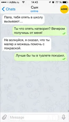 Гайд по породам кошек в картинках: забавные и смешные фото | Все про кошек  | Дзен