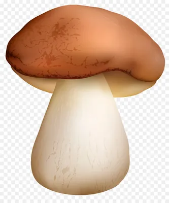 Mushroom Cartoon png download - 3463*4127 - Free Transparent Boletus Edulis  png Download. - CleanPNG / KissPNG