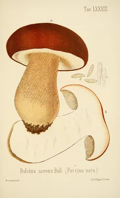 Белый гриб еловый - Boletus edulis - Грибы Уломы Железной