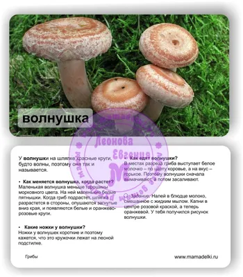 Mushroom Cartoon png download - 5805*6800 - Free Transparent Boletus Edulis  png Download. - CleanPNG / KissPNG