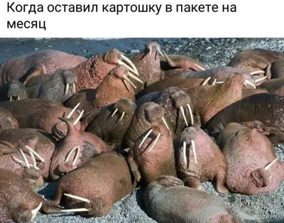 Бесплатные смешные картинки