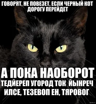 Черный водяной кролик (кот) как символ 2023 года: каким будет, в чем  встречать, что важно знать – блог интернет-магазина Порядок.ру