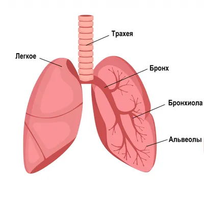 Стеноз устья легочной артерии | PDF