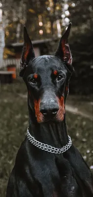 Доберман | Dobermann, Dobermann hunde, Schwarze hunde