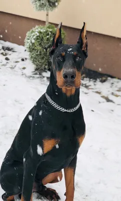 Современная Картина на холсте Doberman, настенное искусство, черная крутая  собака, фотография для гостиной, украшение для дома | AliExpress