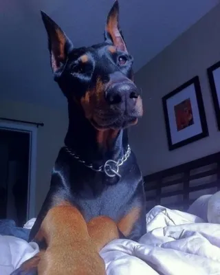 Pinterest | Scary dogs, Doberman, Doberman dogs