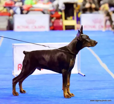 Порода собак выглядит Doberman Стоковое Изображение - изображение  насчитывающей красивейшее, разведенными: 159859721