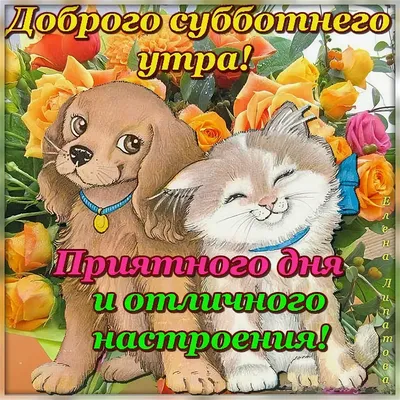 с добрым утром#котики#смешные котики#юмор приколы # | TikTok