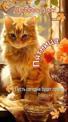 Доброе утро! Пятница. 🍁🌤️😺 в 2023 г | Доброе утро, Счастливые картинки,  Веселые картинки