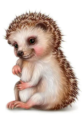 Hedgehogs. Ёжики. PNG. | Рисунки, Милые рисунки, Животные