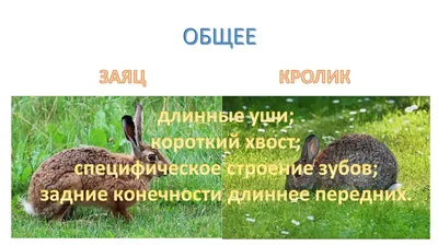 Скачать обои \"Заяц\" на телефон в высоком качестве, вертикальные картинки  \"Заяц\" бесплатно