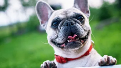 french bulldog, французский бульдог смешные, французский бульдог, французский  бульдог сидит, французский бульдог картинки, французский бульдог с розой,  Свадебное агентство Москва