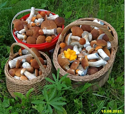 Грибники мира.Mushroom pickers of the world | Facebook