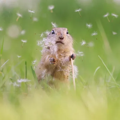 Лохматые, хвостатые и очень смешные: фото конкурса Comedy Wildlife  Photography Awards - 23.11.2019, Sputnik Казахстан