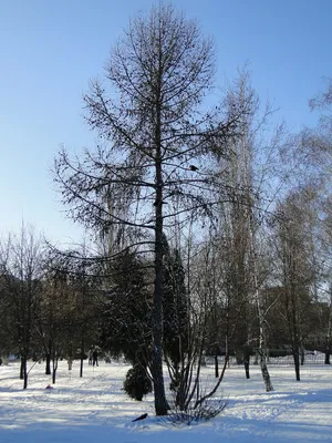 Январь рисунок - 38 фото