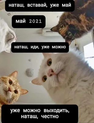 Про Наташу и котиков.Наташки зацените подборочку | TikTok