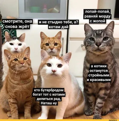 Смешные коты/ Funny cats - Наташа | Facebook