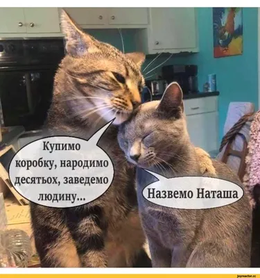 ТЦ на ул. Наташи Ковшовой, 8к1 – аренда и продажа торговых помещений в  Торговом центре на ул. Наташи Ковшовой, 8к1, Москва, ул. Наташи Ковшовой,  8К1 – Коммерческая недвижимость ЦИАН