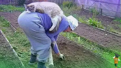 Сад и огород смешные картинки. Заряд позитива после работы в огороде 🌷🍅🍆  | Умный Фломастер | Дзен