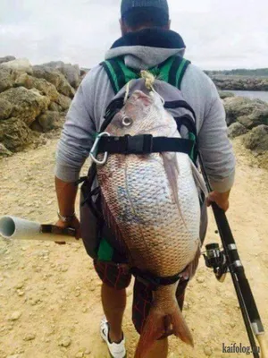 Приколы про рыбаков и рыбалку (49 фото) | Fishing humor, Fishing memes,  Funny pictures