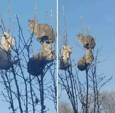 Прикольные картинки с надписями и без - Смехотерапия - 3 апреля -  43563510327 - Медиаплатформа МирТесен