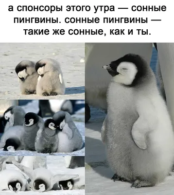 Смешные пингвины Векторное изображение ©toranoko 5778245