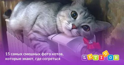 15 самых смешных фото котов, которые знают, где согреться | Смешные фото,  Кот, Смешно