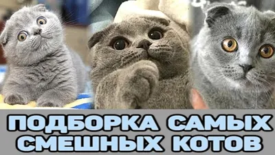 ПОДБОРКА САМЫХ СМЕШНЫХ КОТОВ ВЕСЕЛЫЕ КОТЯТА ДЛЯ ХОРОШЕГО НАСТРОЕНИЯ -  YouTube