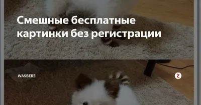 Mom:Did you smoke weed in the room Me: of course not My cat in the corner:  / картинка с текстом :: без перевода :: интернет :: котэ (прикольные  картинки с кошками) /