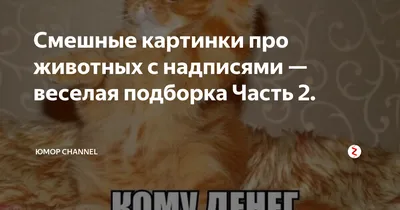 Открытка - котик выражает благодарность | Смешные открытки, Открытки,  Веселые картинки