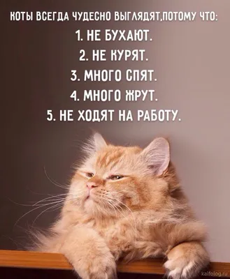 Смешные фото кошек. Коты и кошки рассмешат каждого! 😹Интересная и  занимательная информация про кошек 🐈 | Все про кошек | Дзен