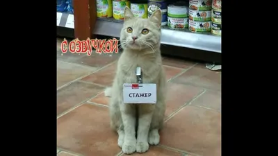 смешные коты: Группа Ни дня без кошки!