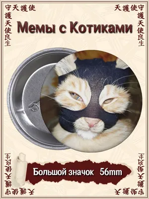 кот смотрит в камеру с открытым ртом, смешные фото котов мемы, кошка, смешной  кот фон картинки и Фото для бесплатной загрузки