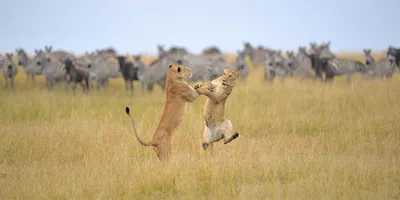 Comedy Wildlife Photography Awards опубликовала самые смешные фото животных  | Шарий.net