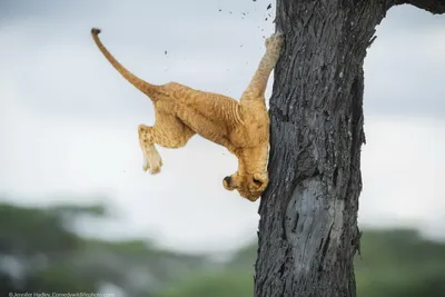 Comedy Wildlife Photography Awards 2021: смешные животные