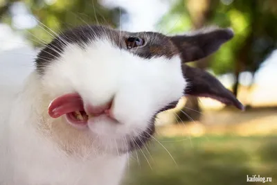 Самые смешные фотографии животных Comedy Wildlife Photography Awards 2022 |  Пикабу