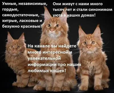 Смешные коты, которые непохожие на нормальных животных. ФОТО