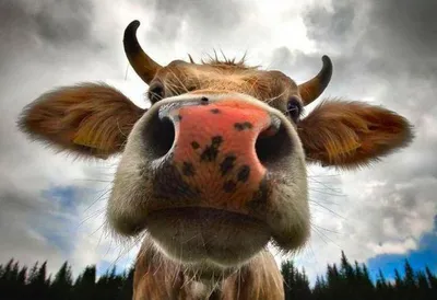 Прикольные коровы (60 фото) | Cows funny, Funny fat animals, Funny animals