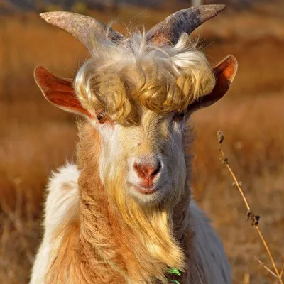 animal#goat#funny#животное#смешной#козел | funny goat | TikTok