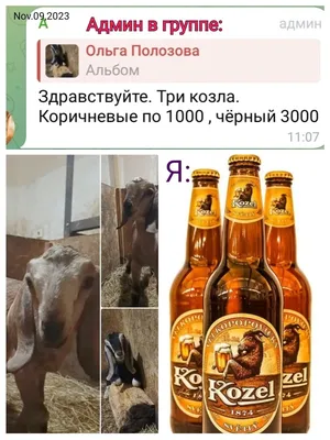 Смешные Улыбаясь Белый Коричневый И Черный Пятнистый Карликовый Козел Стоял  Перед Видом Глядя Любопытно На Камеру Изолированные На Белом — стоковые  фотографии и другие картинки Pygmy Коза - iStock