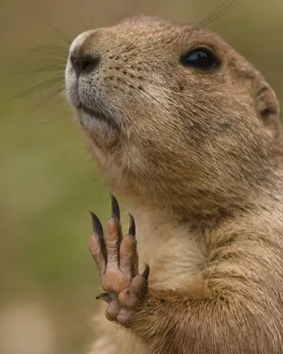 Самые смешные фото животных мира: прикольная подборка с конкурса Comedy  Wildlife Photo Awards