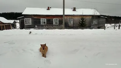 двухквартирный дом в д. Крутая Осыпь | Тотемский район | Фотопланета