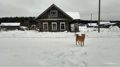 дом в д. Крутая Осыпь | Тотемский район | Фотопланета