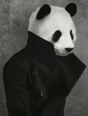 Panda-Land