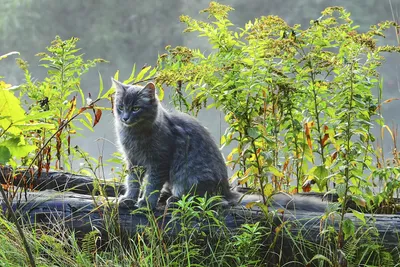 Кошки в Крыму. | Фото!Круто! | Дзен