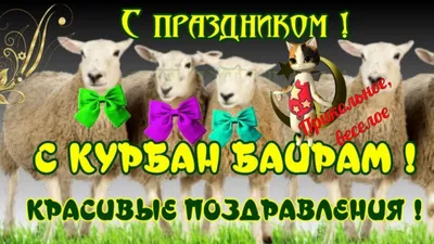 Курбан Байрам праздник всех мусульман ! Поздравление на КУРБАН- Байрам ! |  Праздник, Мемы, Рабочие мемы