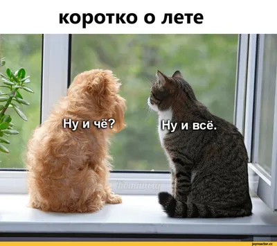 Последний день лета - Праздники сегодня | Wine humor, Botanical, Animals