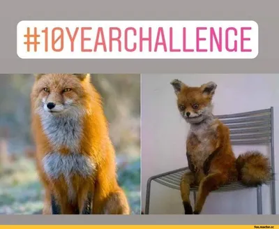 10yearchallenge / Лиса :: упоротый лис :: смешные картинки (фото приколы)  :: фэндомы / картинки, гифки, прикольные комиксы, интересные статьи по теме.