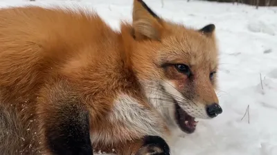 Новое поступление Аниме лиса Смешные foxs кухня домашний декор холодильник  магнитные наклейки открывалка для пива, колы | AliExpress