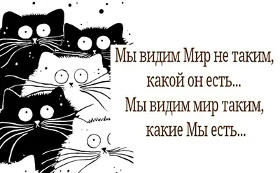 Настоящая любовь / Shishuner :: 14 февраля (приколы про день святого  валентина) :: праздник :: смешные картинки (фото приколы) :: котэ ( прикольные картинки с кошками) / смешные картинки и другие приколы:  комиксы, гиф анимация, видео, лучший ...